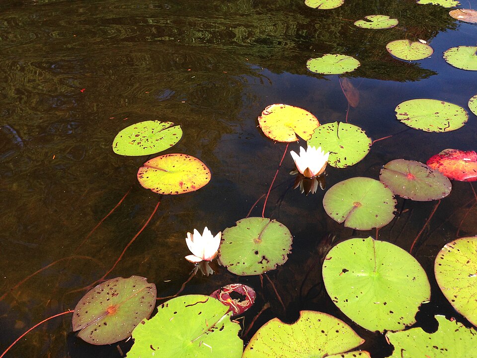 Nymphaea odorata (American white waterlily)