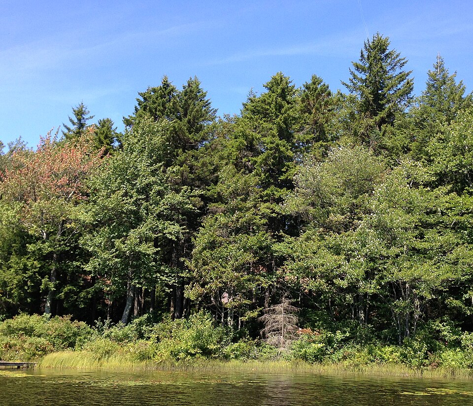 Picea rubens (red spruce) (alternate view 5)