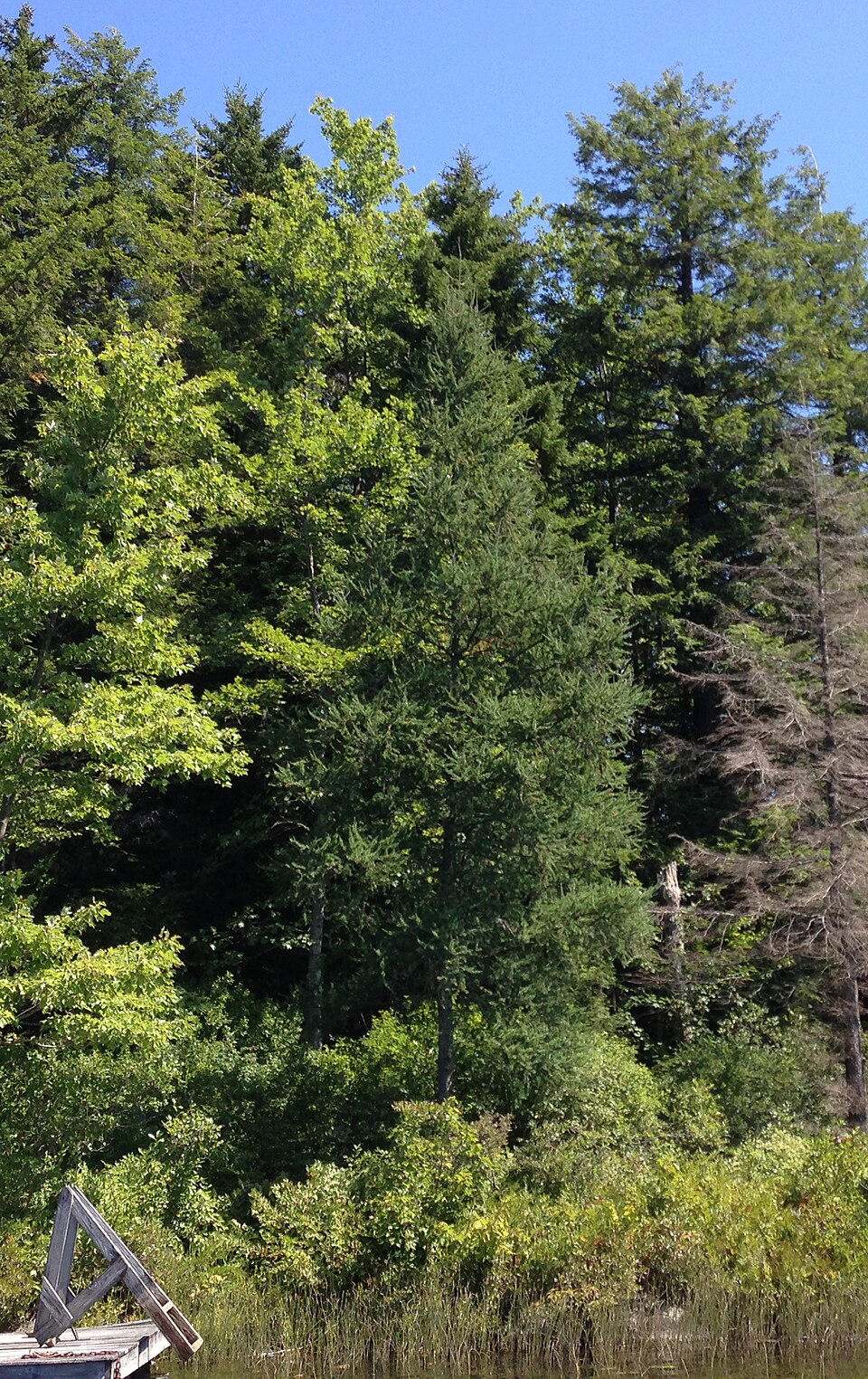 Larix laricina (tamarack)