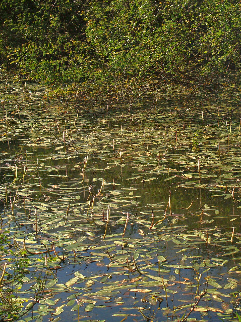 Aponogeton natans (floating water hawthorn) (alternate view 10)
