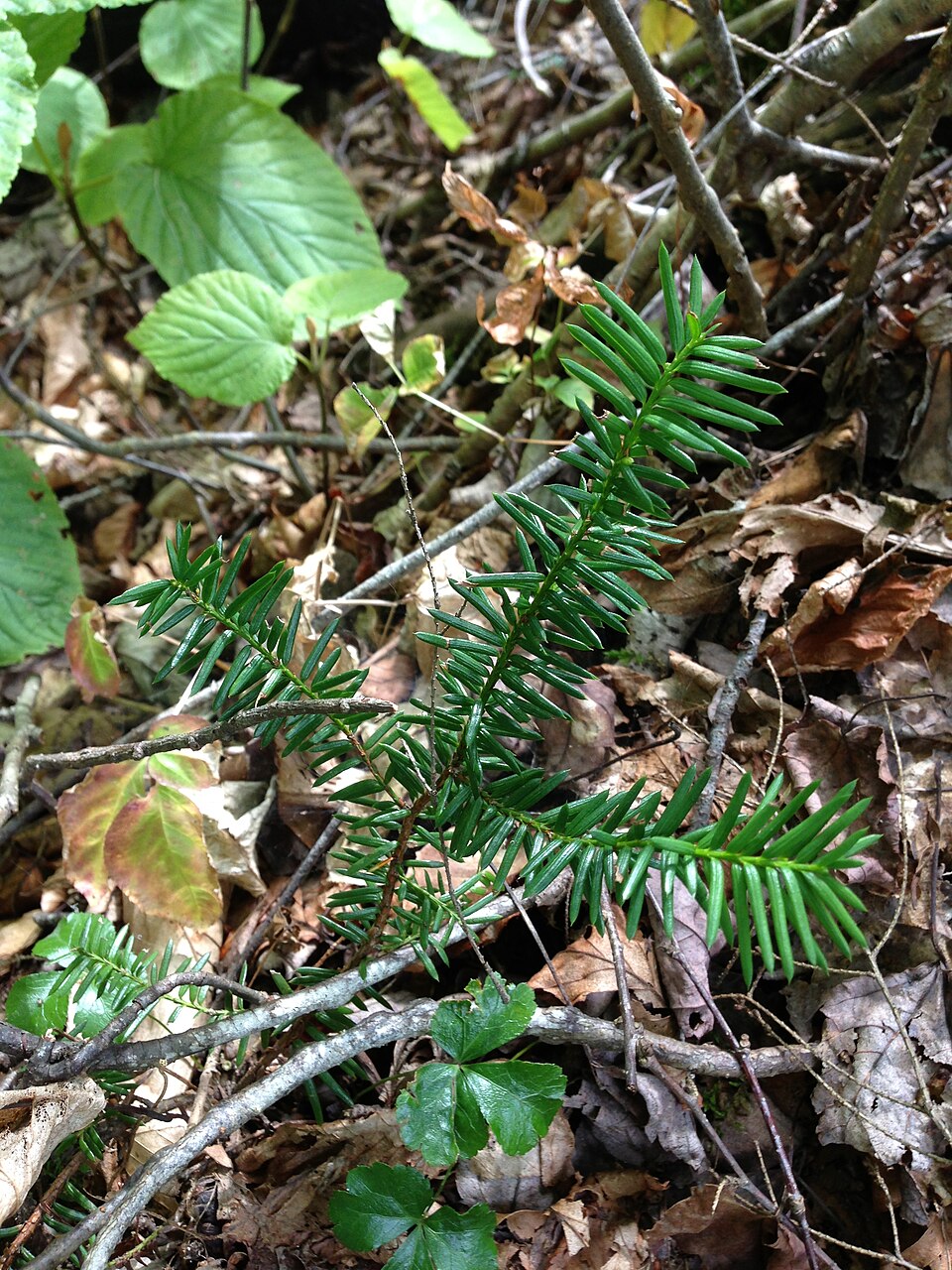 Taxus canadensis (Canada yew) (alternate view 7)