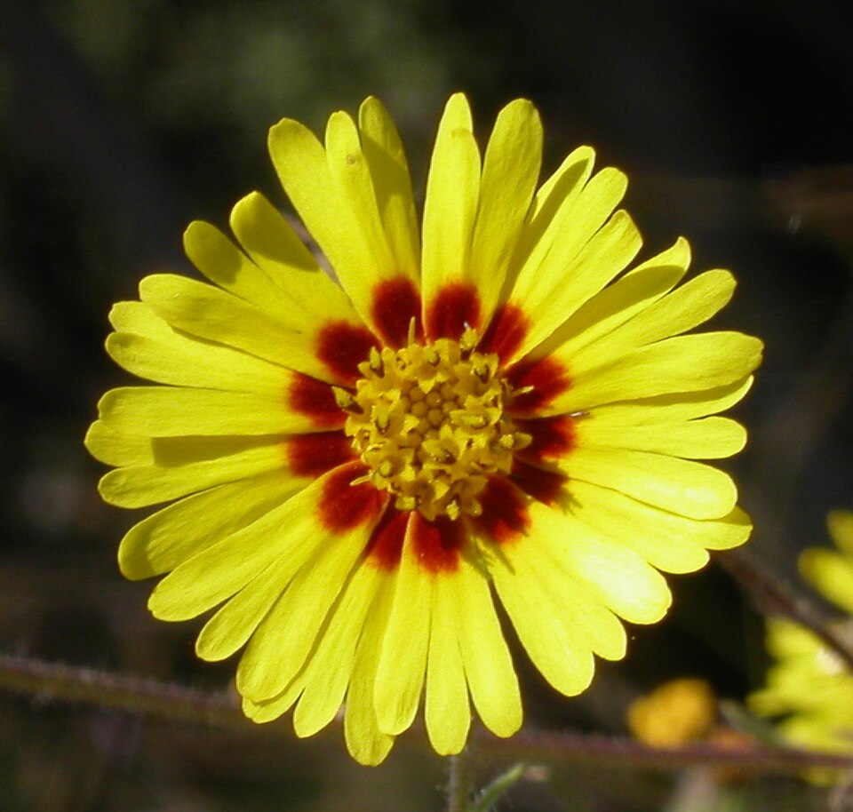 Madia elegans (Common Madia) (alternate view 2)