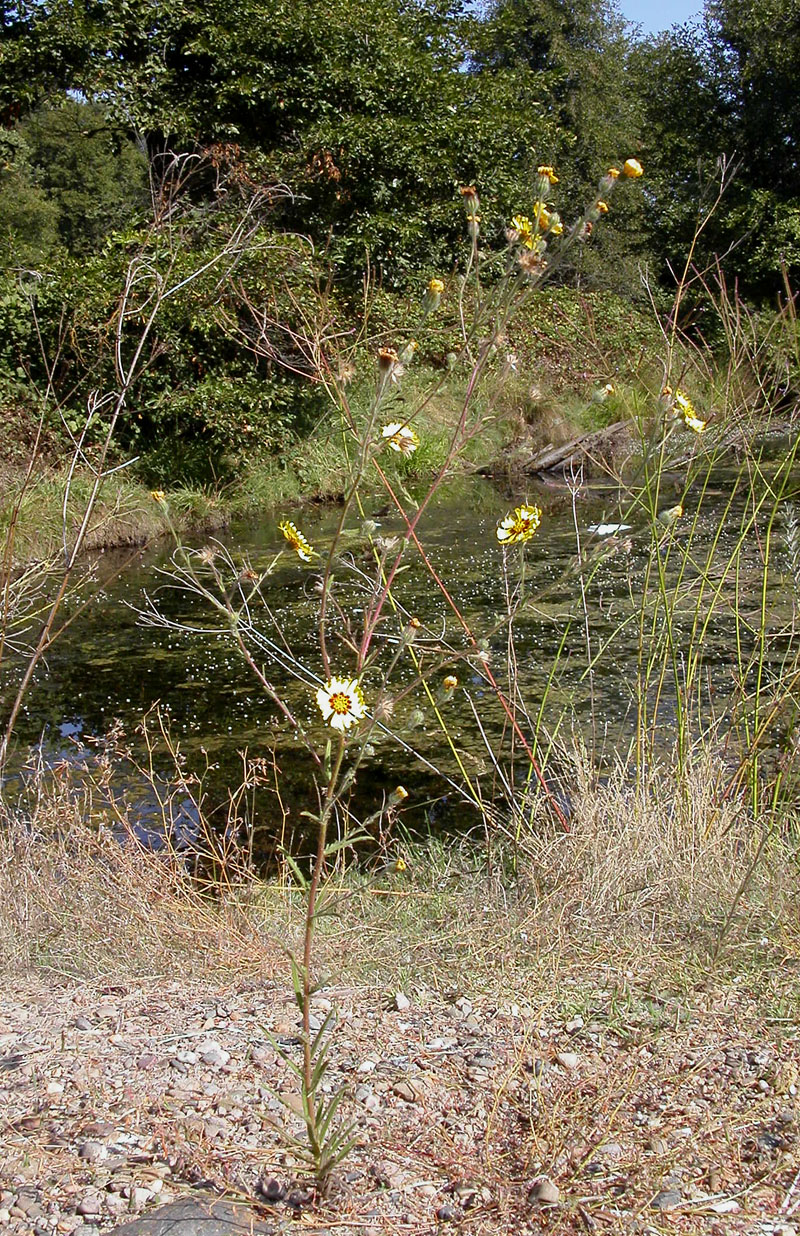 Madia elegans (Common Madia) (alternate view 3)