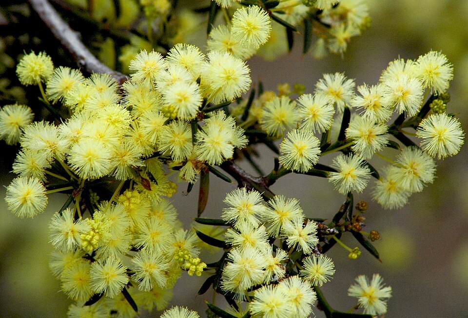 Acacia genistifolia (Spreading Wattle)