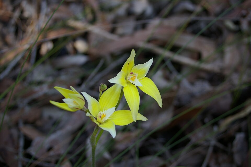 Caladenia flava (Cowslip Orchid)