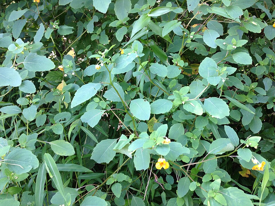Impatiens capensis (spotted jewelweed) (alternate view 6)