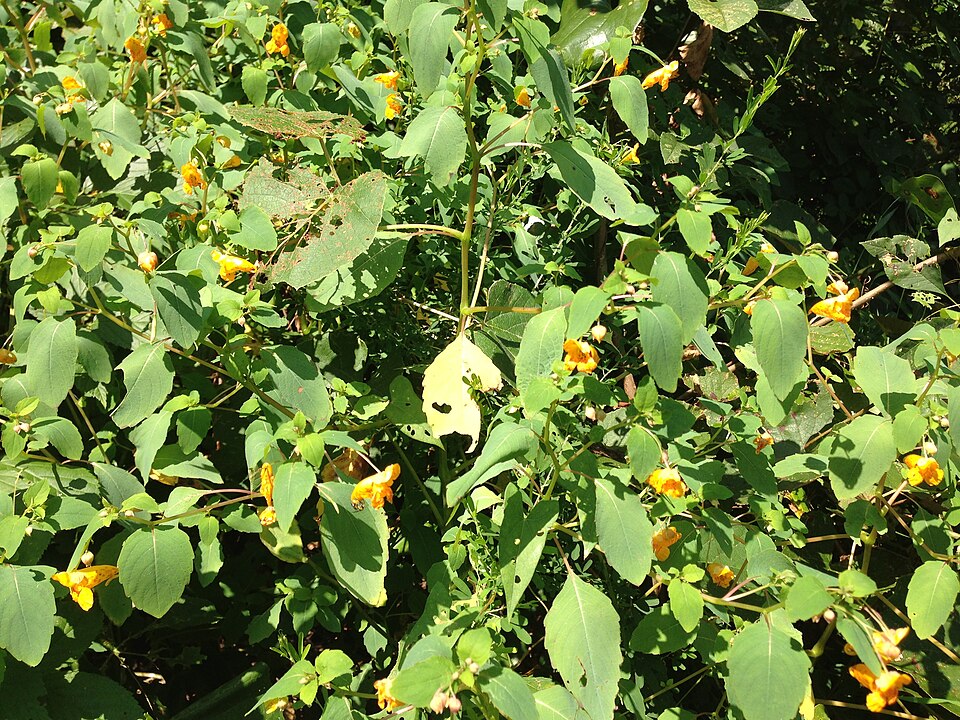 Impatiens capensis (spotted jewelweed) (alternate view 7)