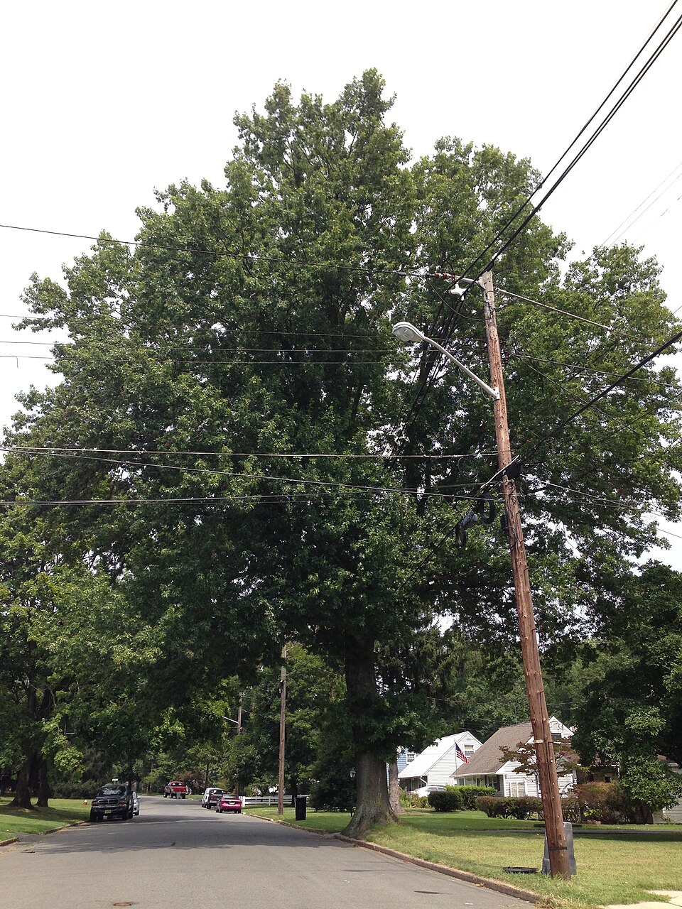 Quercus palustris (pin oak) (alternate view 2)