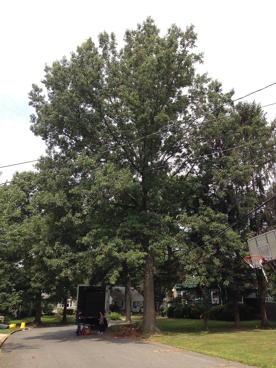 Quercus palustris (pin oak) (alternate view 3)