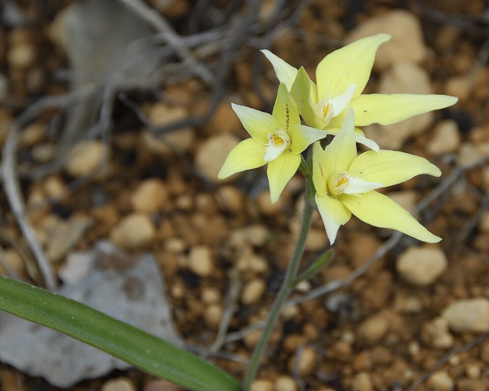 Caladenia flava (Cowslip Orchid) (alternate view 2)