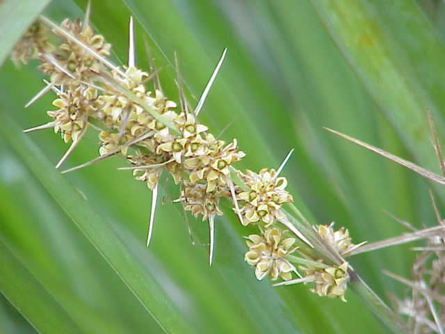 Lomandra filiformis (wattle mat-rush)