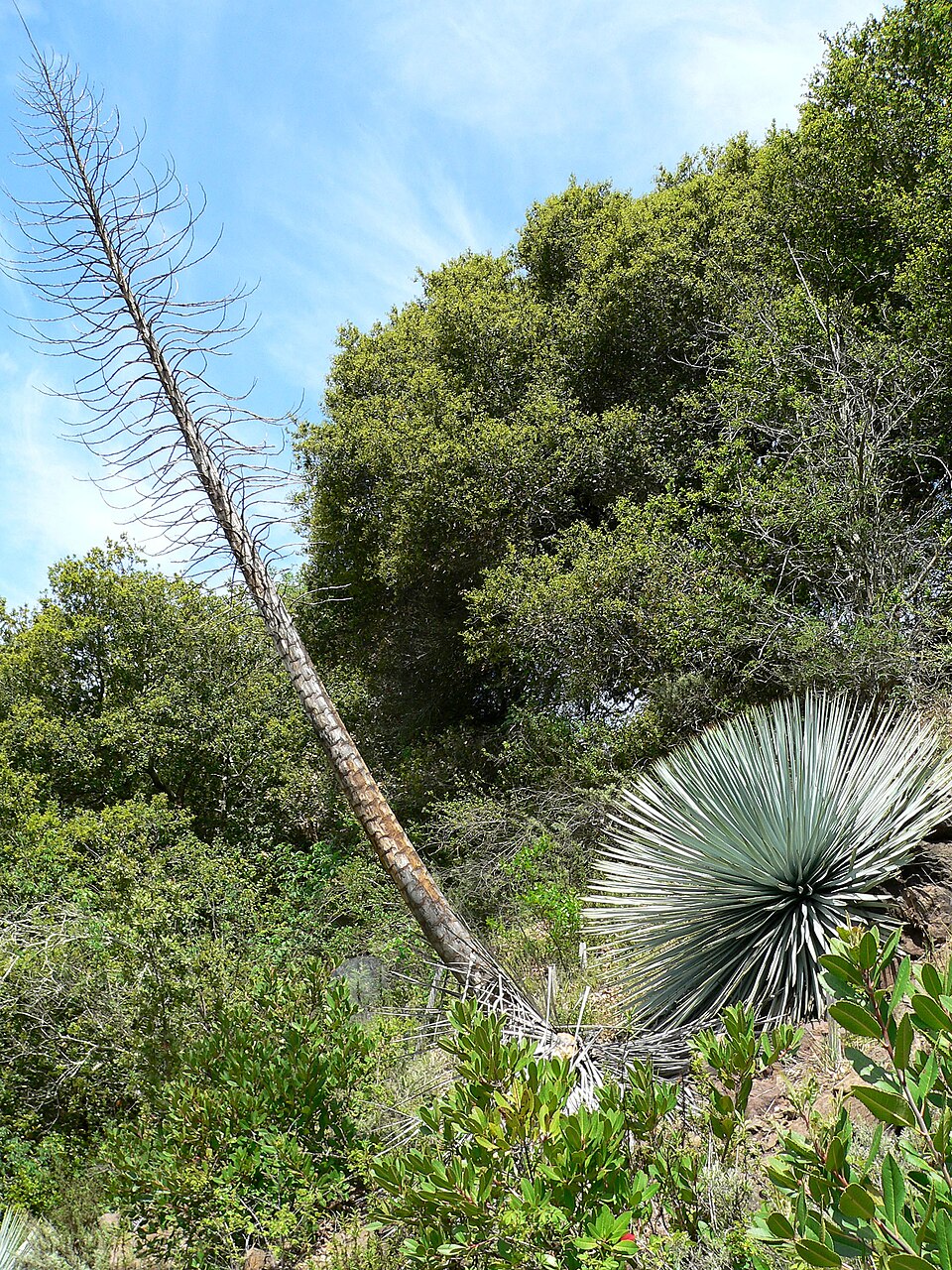 Hesperoyucca whipplei (chaparral yucca)
