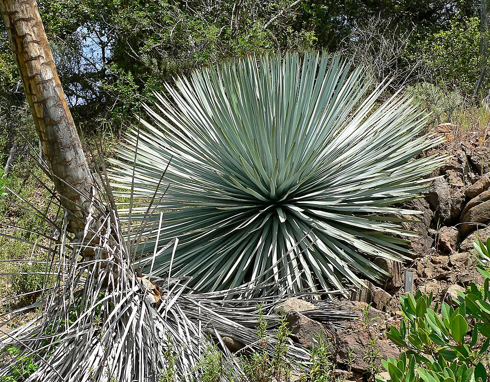 Hesperoyucca whipplei (chaparral yucca)