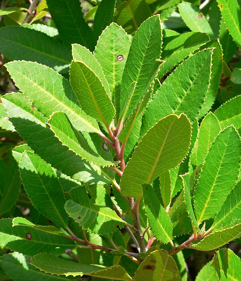 Heteromeles arbutifolia (Toyon)