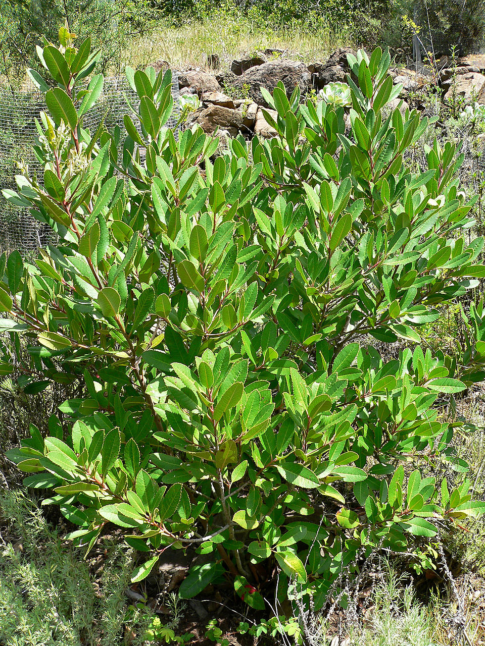 Heteromeles arbutifolia (Toyon)