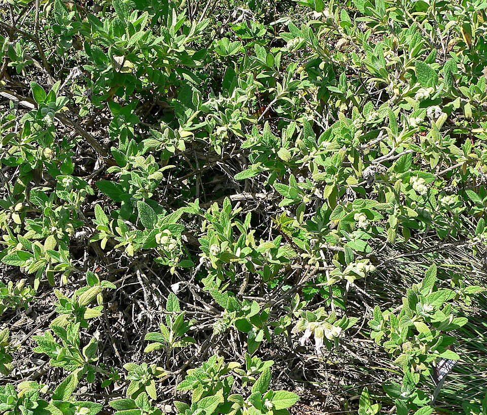 Lepechinia calycina (California Pitcher Sage) (alternate view 6)