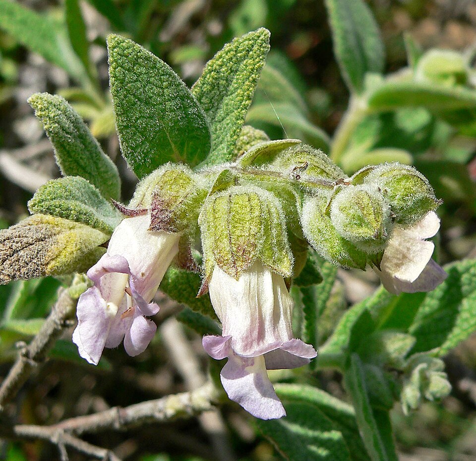 Lepechinia calycina (California Pitcher Sage) (alternate view 7)