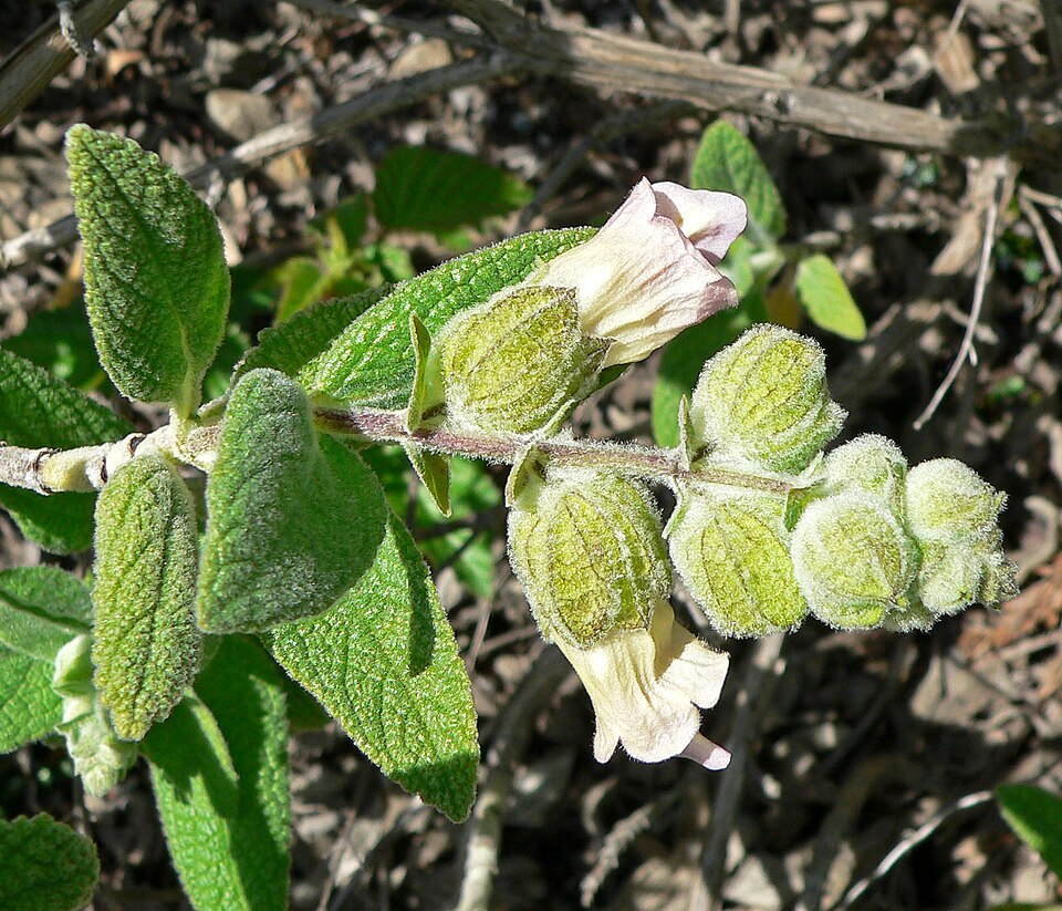 Lepechinia calycina (California Pitcher Sage) (alternate view 8)
