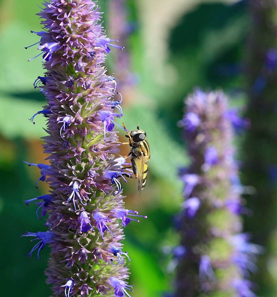 Agastache 'Blue Fortune' (Blue Fortune Hummingbird Mint)