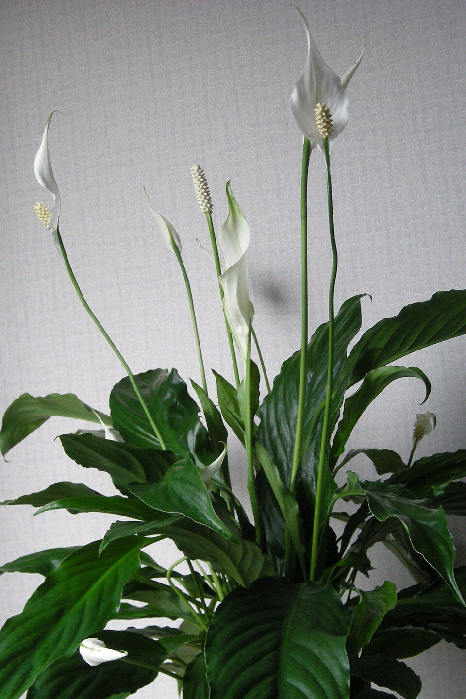 Spathiphyllum wallisii (Peace Lily) (alternate view 4)