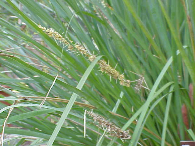 Lomandra filiformis (wattle mat-rush) (alternate view 2)