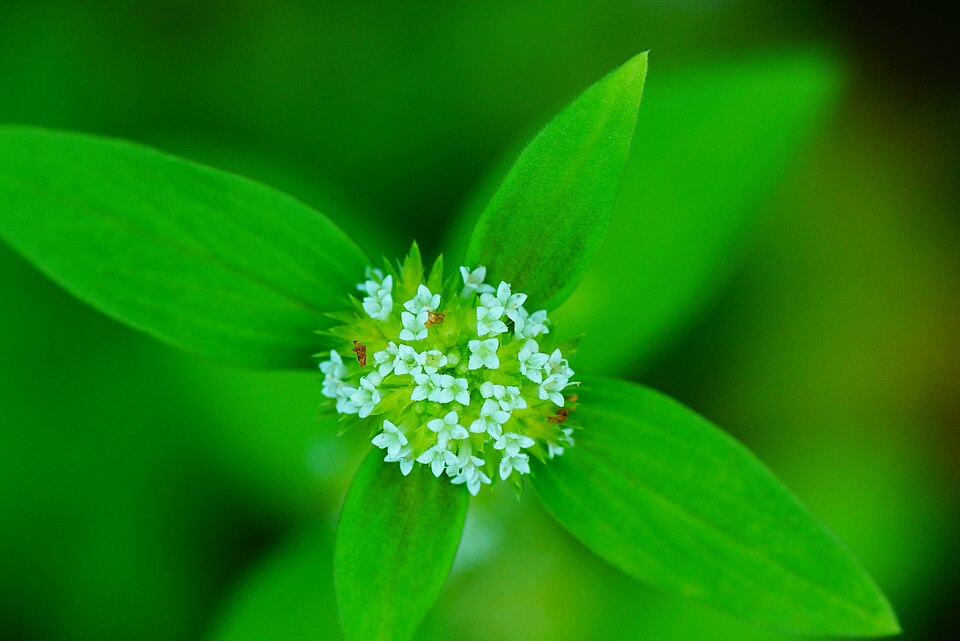 Spermacoce (False Buttonweeds) (alternate view 2)
