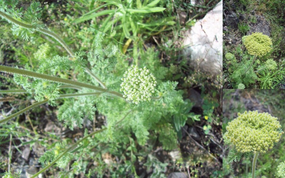 Daucus pusillus (American wild carrot) (alternate view 9)