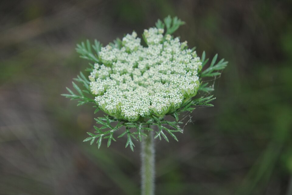 Daucus pusillus (American wild carrot) (alternate view 10)