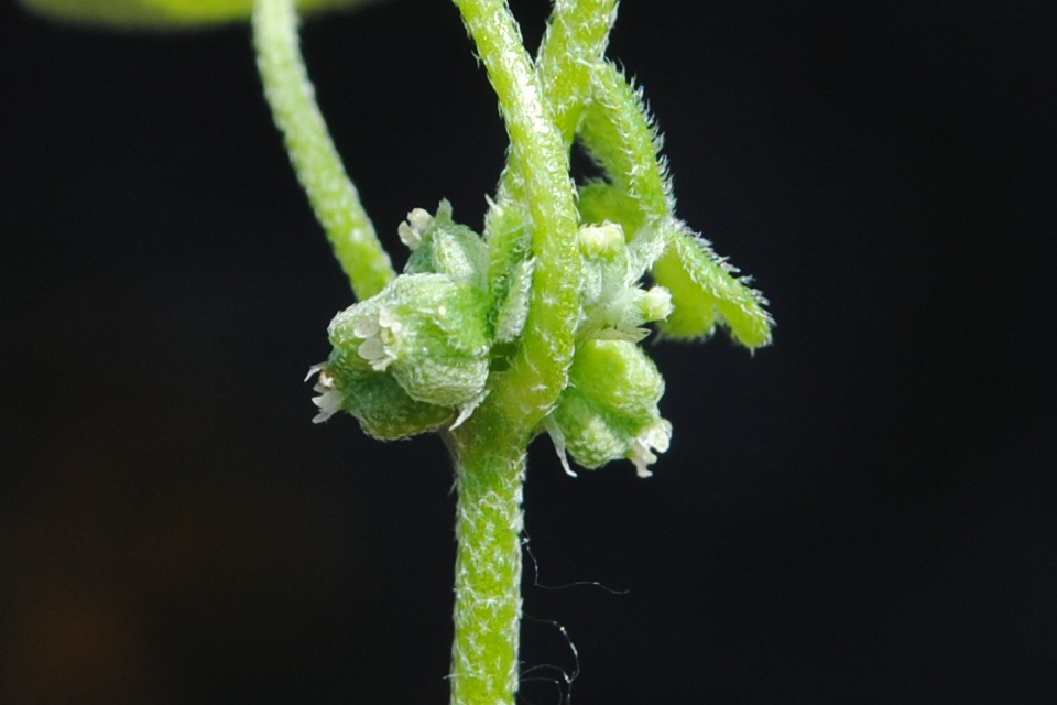 Bowlesia incana (hoary bowlesia) (alternate view 8)