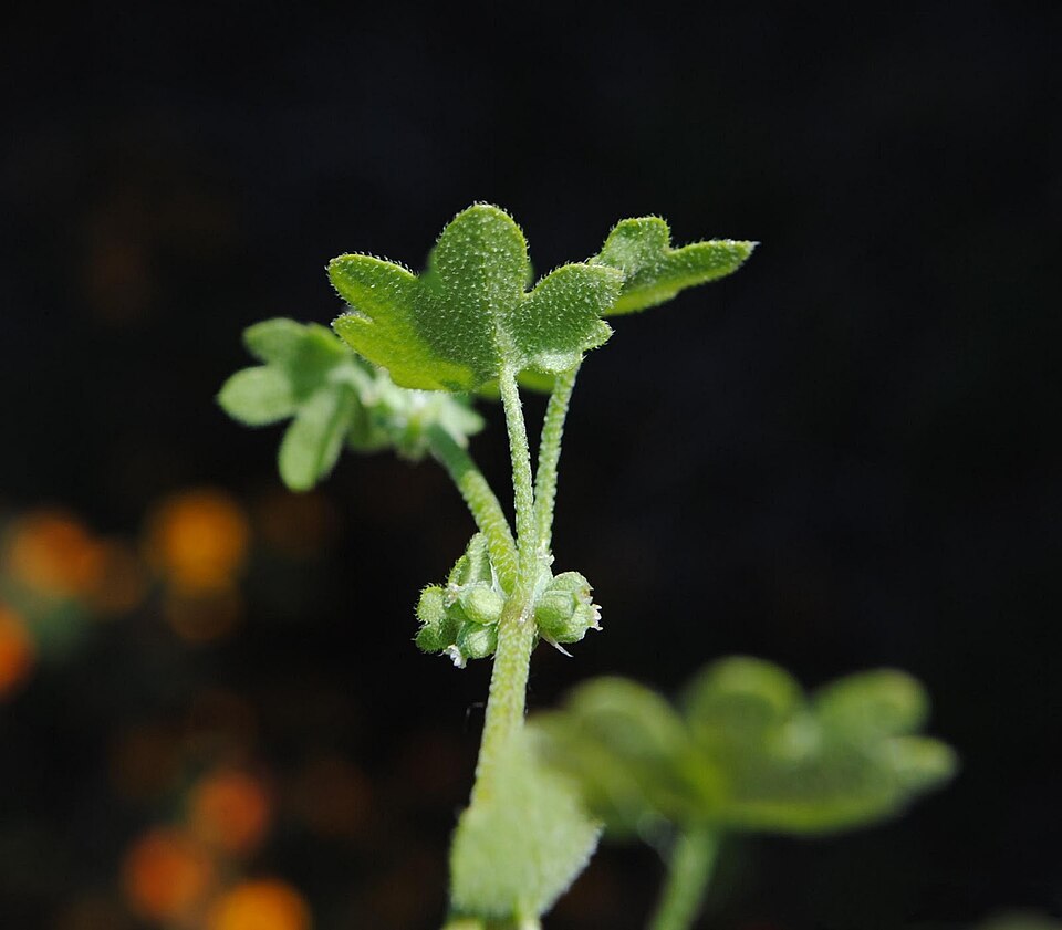 Bowlesia incana (hoary bowlesia) (alternate view 9)