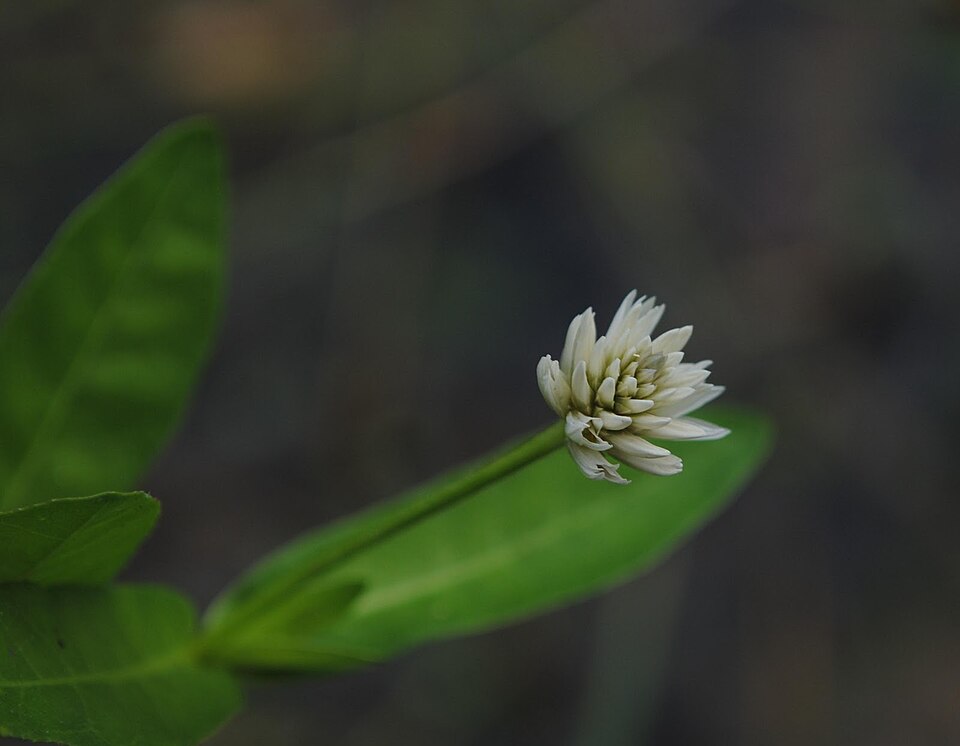 Alternanthera philoxeroides (Alligatorweed) (alternate view 3)