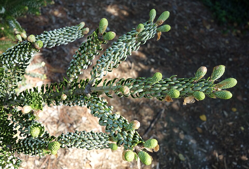 Abies koreana 'Silberlocke' (Silberlocke Korean Fir)
