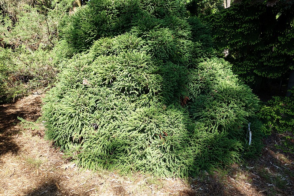 Cryptomeria japonica 'Globosa Nana' (Globe Japanese Cedar) (alternate view 3)