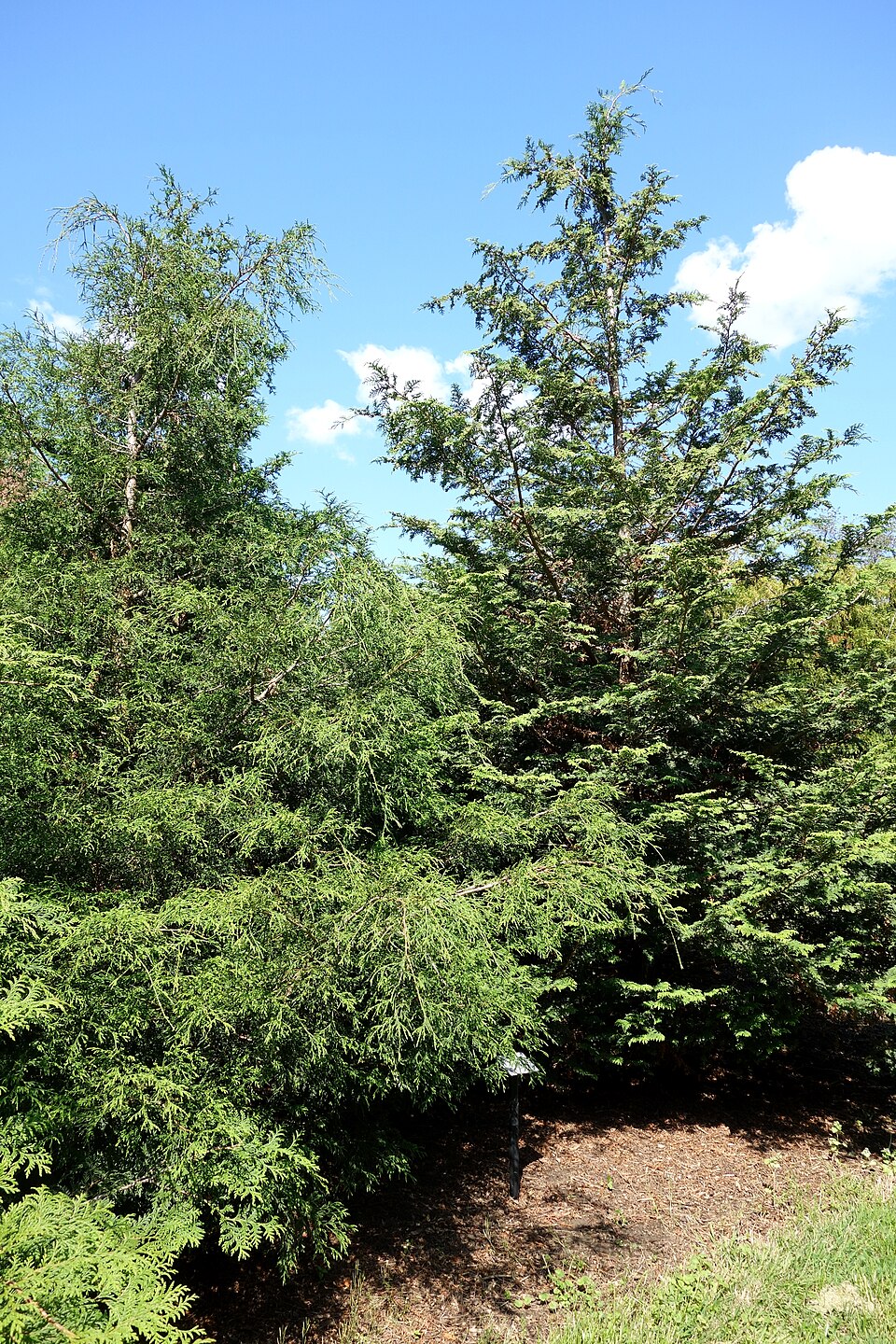 Chamaecyparis pisifera 'Filifera Aurea' (Golden Thread Cypress)