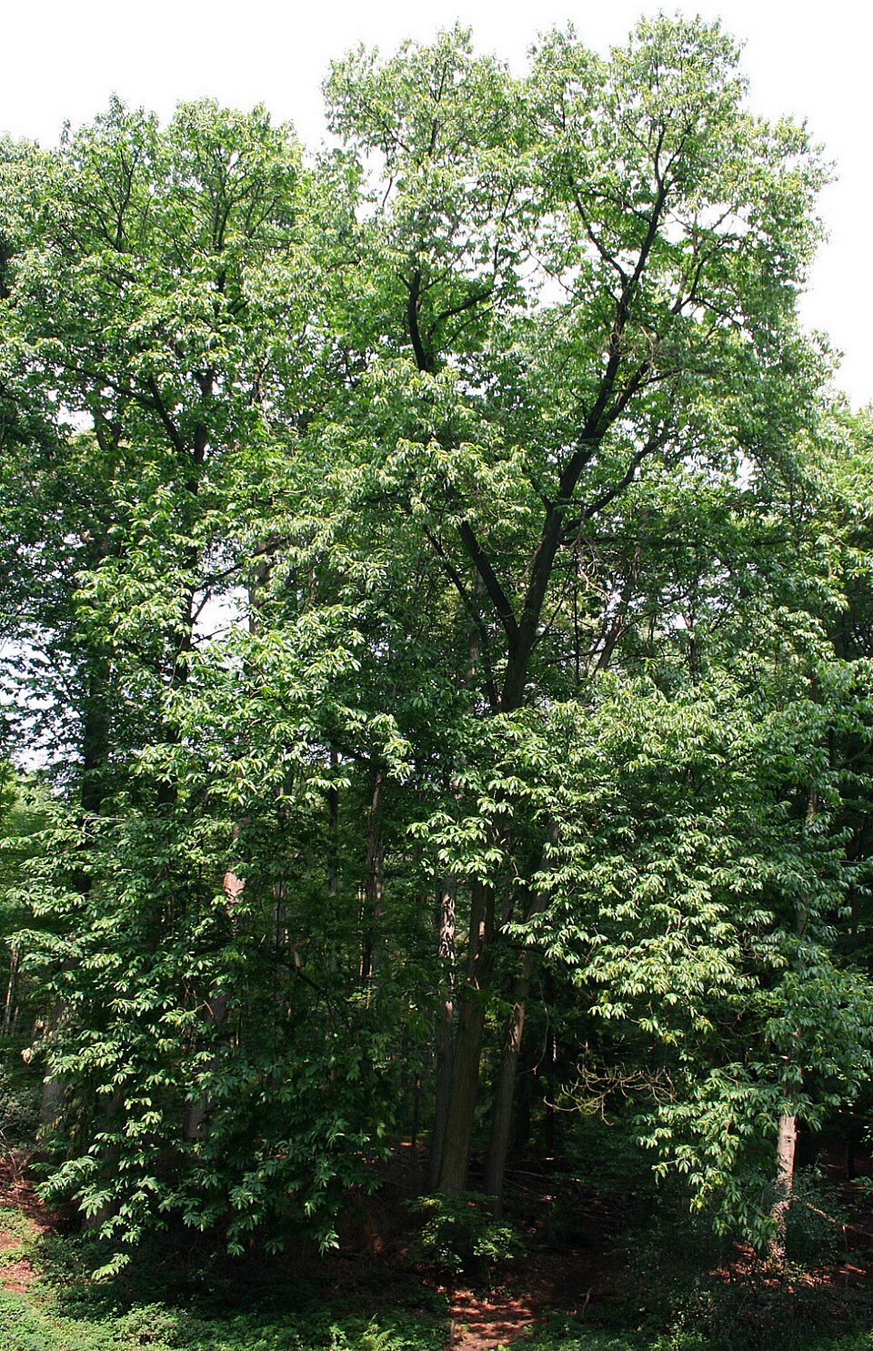Castanea dentata (American chestnut) (alternate view 3)