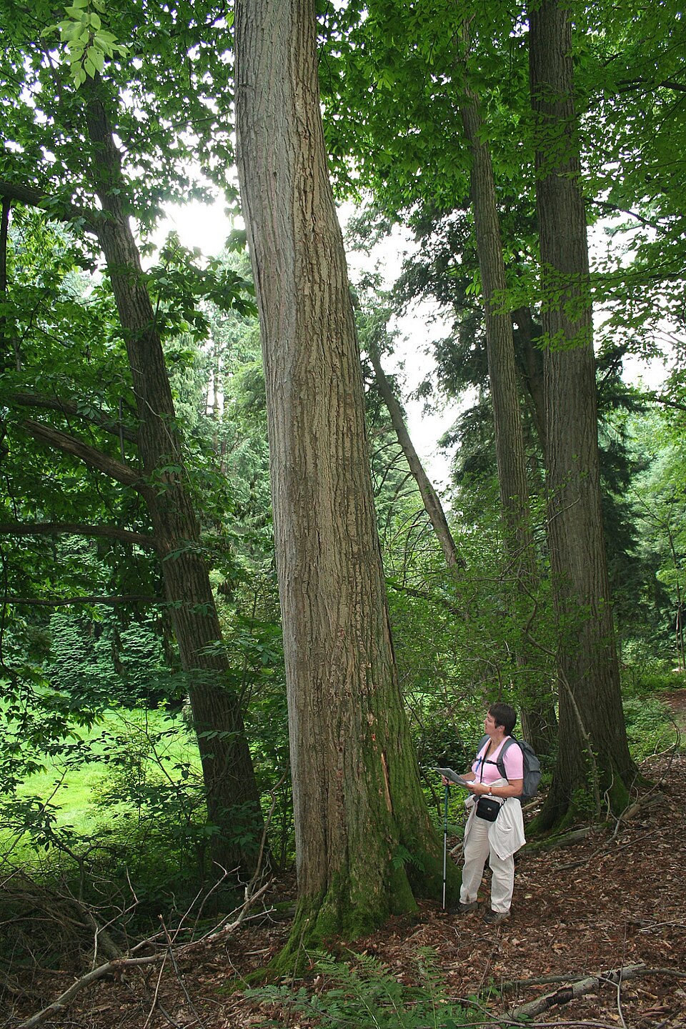 Castanea dentata (American chestnut) (alternate view 4)