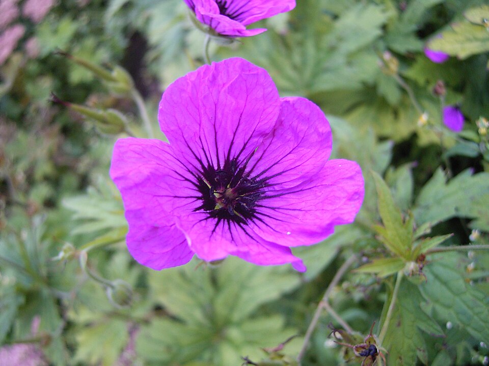 Geranium psilostemon (magenta cranesbill) (alternate view 9)