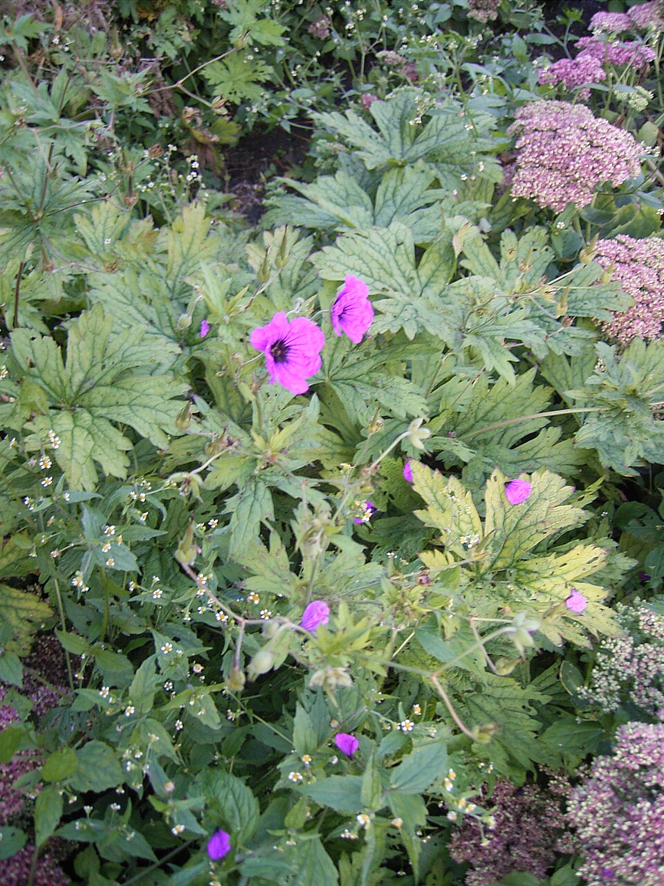 Geranium psilostemon (magenta cranesbill) (alternate view 10)