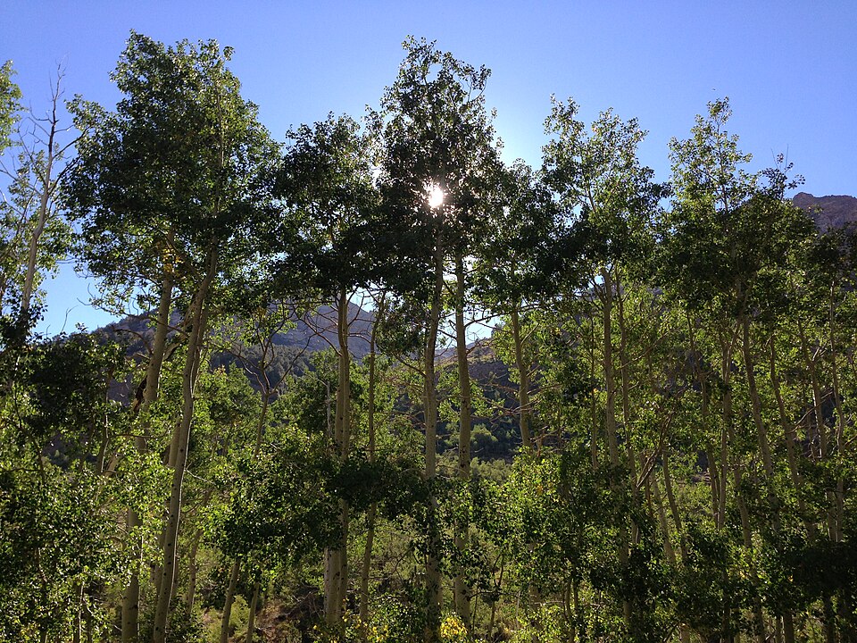 Populus tremuloides (quaking aspen) (alternate view 9)
