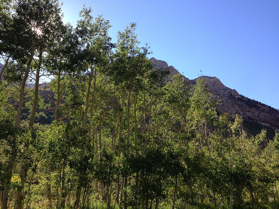 Populus tremuloides (quaking aspen) (alternate view 10)