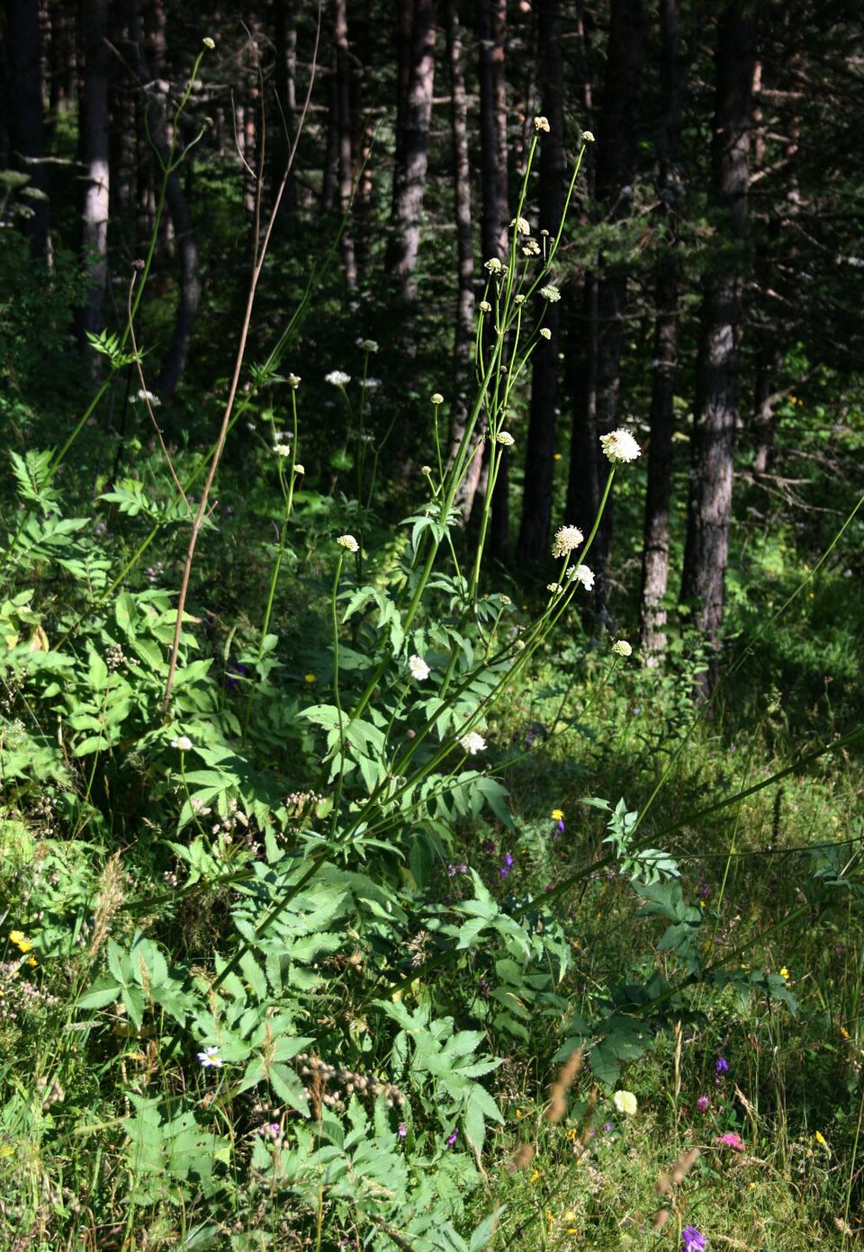 Cephalaria gigantea (Giant Scabious)