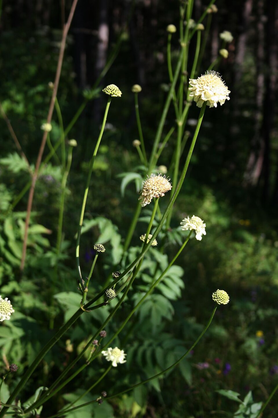 Cephalaria gigantea (Giant Scabious)