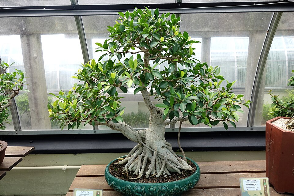 Ficus rubiginosa (Port Jackson fig) (alternate view 9)