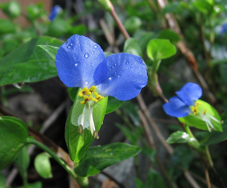 Commelina communis (Asiatic dayflower)