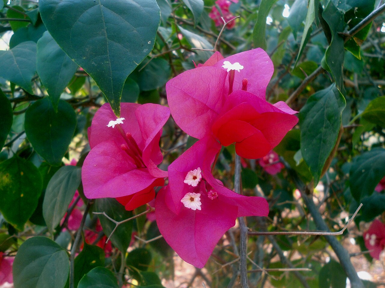 Bougainvillea glabra, Bougainvillea — climbing evergreen (Nyctaginaceae) (image 3 of 10)