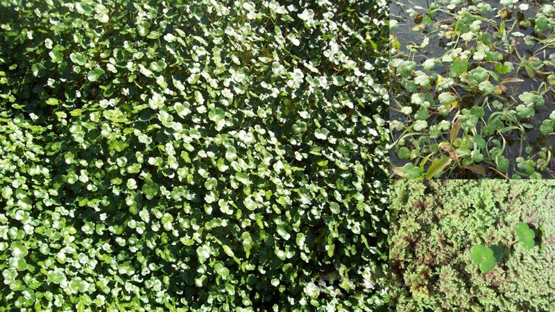 Hydrocotyle ranunculoides (floating marsh pennywort)