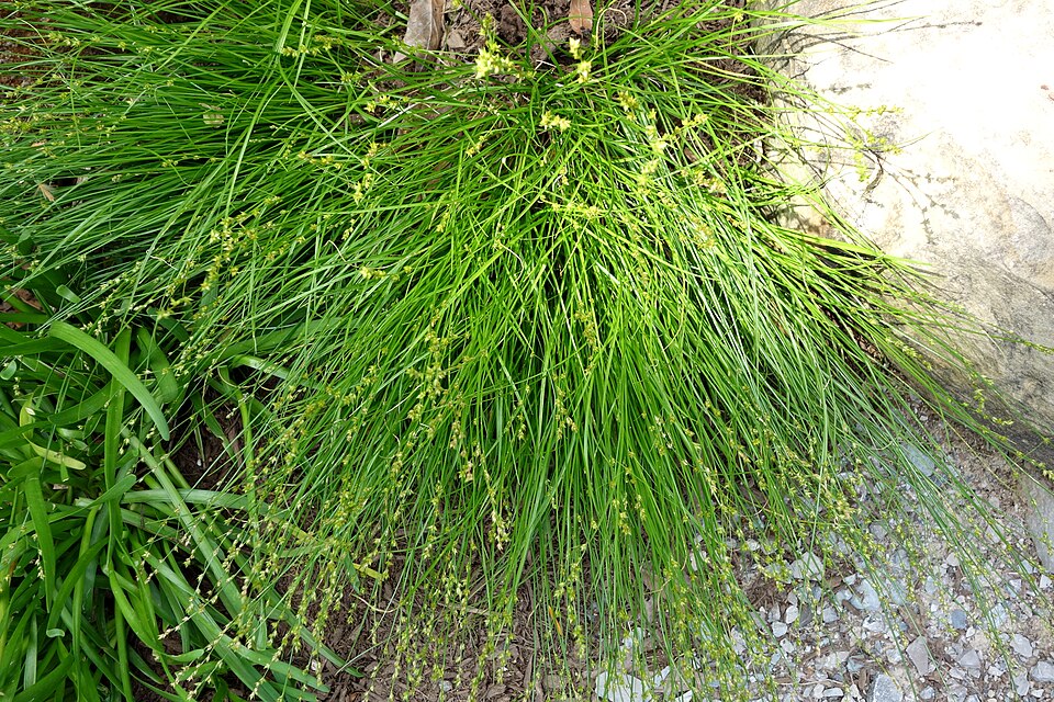 Carex radiata (Eastern Star Sedge) (alternate view 5)
