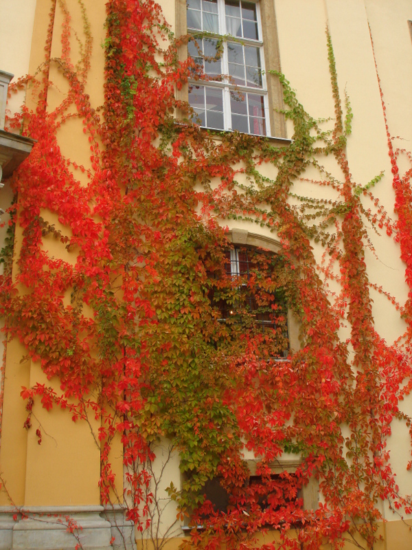 Parthenocissus (Virginia Creepers)