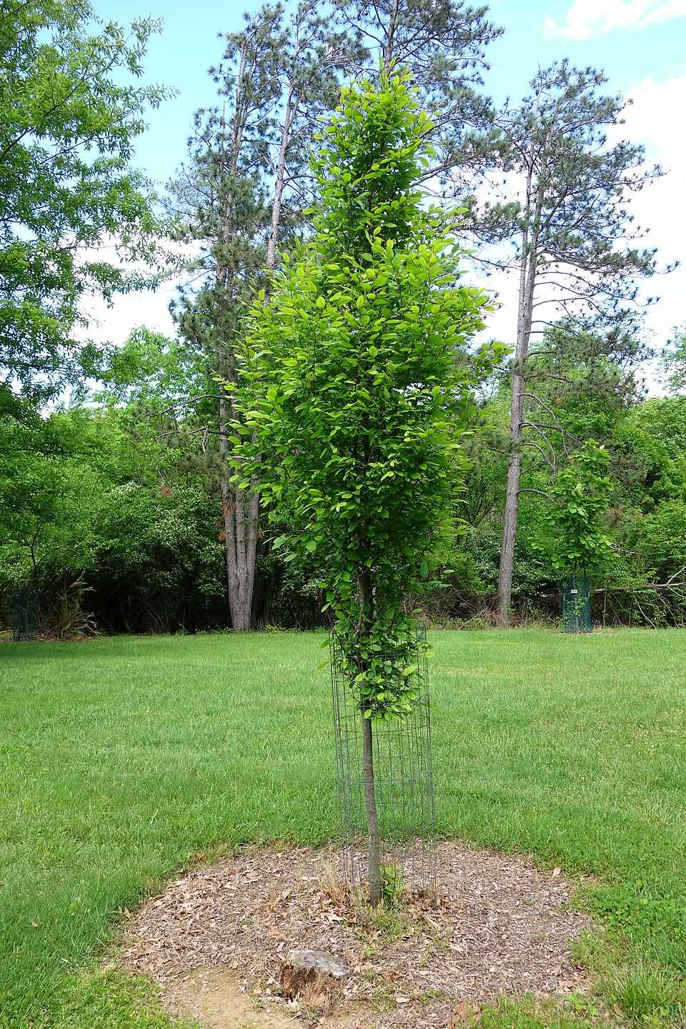 Ostrya virginiana (American hophornbeam)