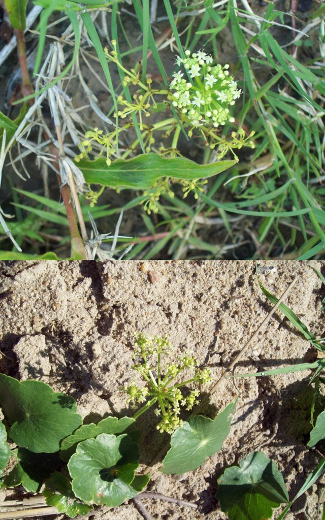 Hydrocotyle bonariensis (largeleaf pennywort) (alternate view 9)